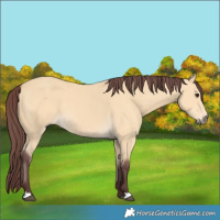 Horse Color:Chocolate Buckskin 
