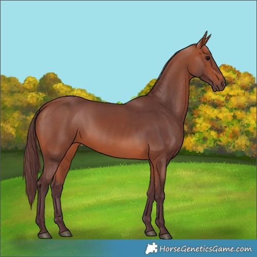 Horse Color:Chocolate Bay 
