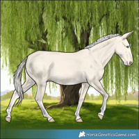 Horse Color:Cremello Dun Tobiano 