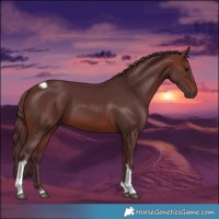 Horse Color:Chocolate Brown Tobiano 