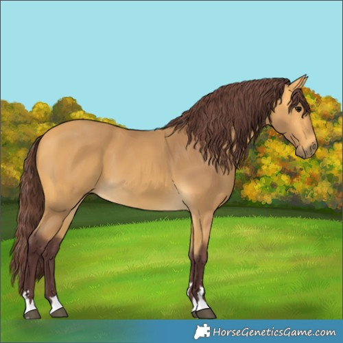 Horse Color:Chocolate Buckskin 