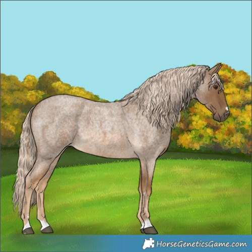 Horse Color:Chocolate Palomino Roan 