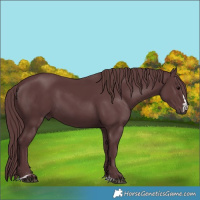 Horse Color:Chocolate Black