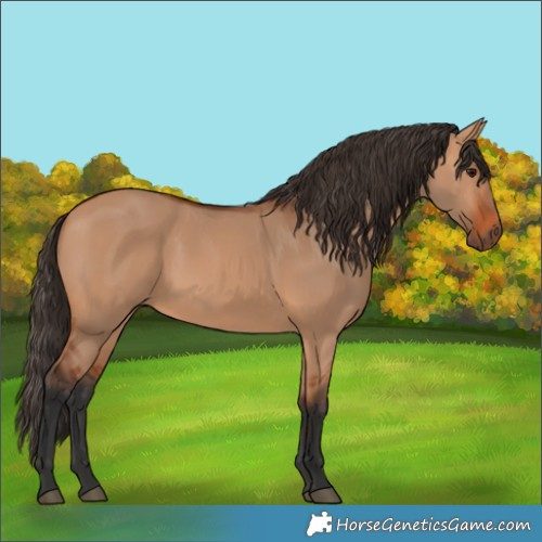 Horse Color:Bay Dun 