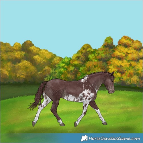 Horse Color:Chocolate Black Tobiano Skewed Appaloosa