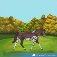Horse Color:Chocolate Black Tobiano Skewed Appaloosa 