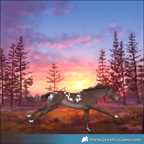 Horse Color:Chocolate Black Skewed Appaloosa 