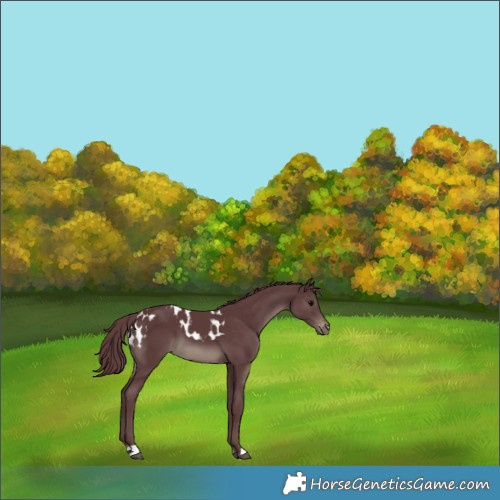 Horse Color:Chocolate Black Skewed Appaloosa 