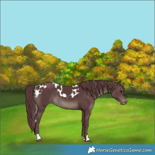 Horse Color:Chocolate Black Skewed Appaloosa 