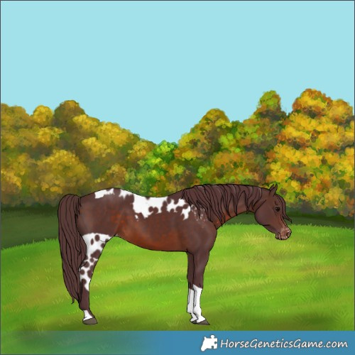 Horse Color:Chocolate Brown Tobiano Skewed Appaloosa
