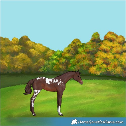 Horse Color:Chocolate Brown Tobiano Skewed Appaloosa