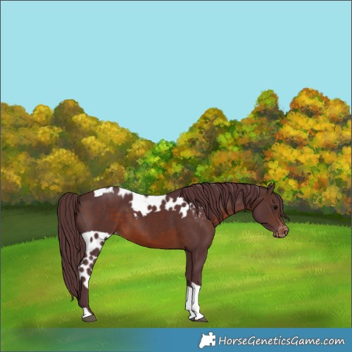 Horse Color:Chocolate Brown Tobiano Skewed Appaloosa 
