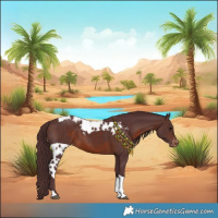 Horse Color:Chocolate Brown Tobiano Skewed Appaloosa 
