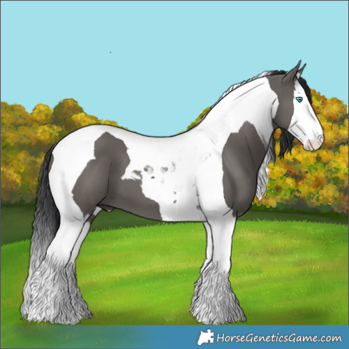Horse Color:Grullo Splash Tobiano 