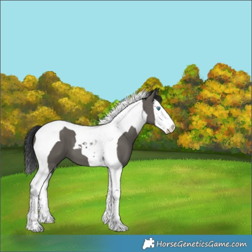 Horse Color:Grullo Splash Tobiano 