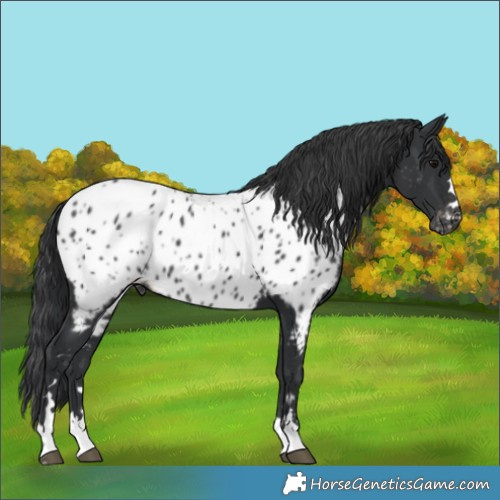Horse Color:Black Appaloosa Rabicano