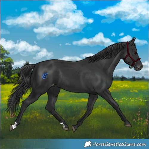Horse Color:Black Appaloosa Rabicano 