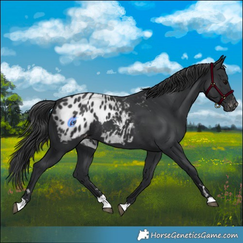 Horse Color:Black Appaloosa Rabicano 