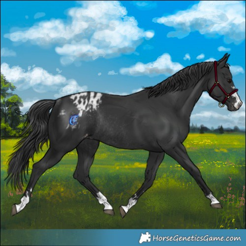Horse Color:Black Appaloosa Rabicano