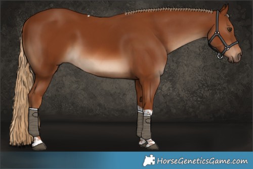 Horse Color:Chestnut Tobiano 