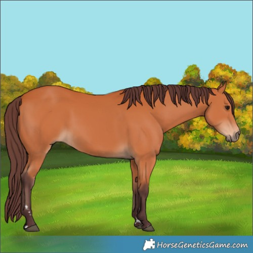 Horse Color:Chocolate Bay 