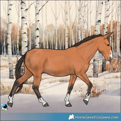 Horse Color:Bay 