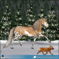 Horse Color:Chocolate Palomino Dun Skewed Appaloosa