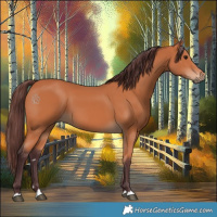 Horse Color:Chocolate Bay 