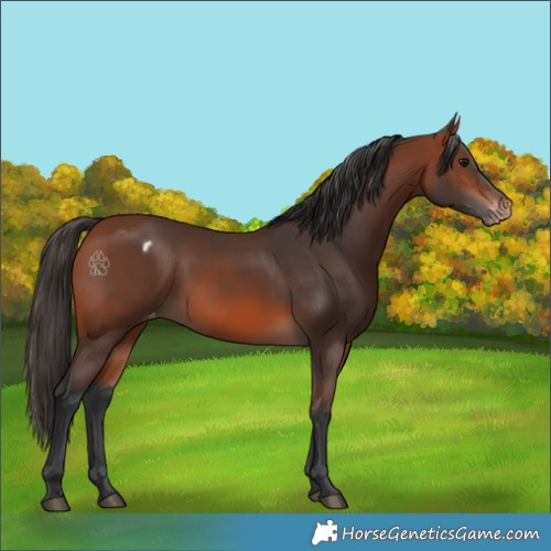 Horse Color:Bay Appaloosa 