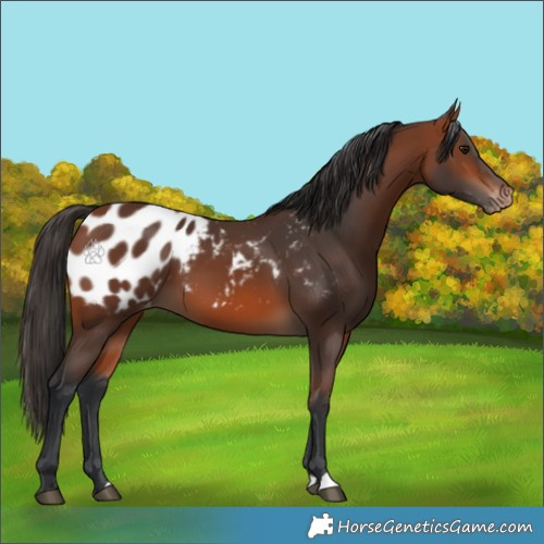 Horse Color:Bay Appaloosa 