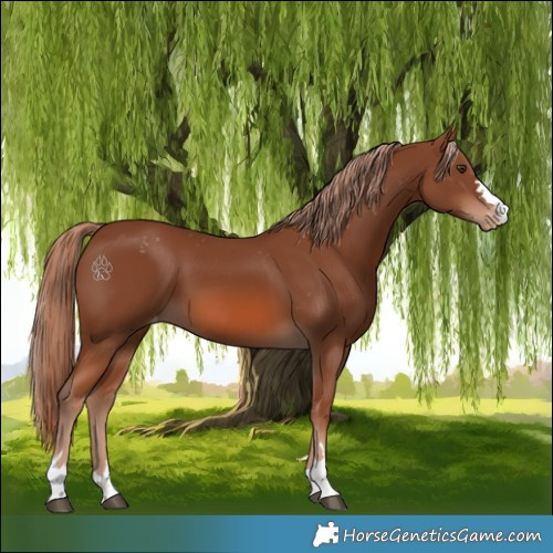 Horse Color:Chestnut Appaloosa 