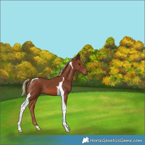 Horse Color:Chestnut Tobiano 