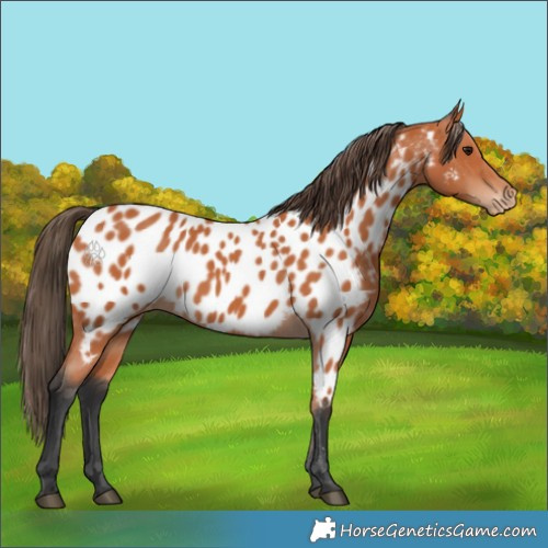 Horse Color:Bay Appaloosa