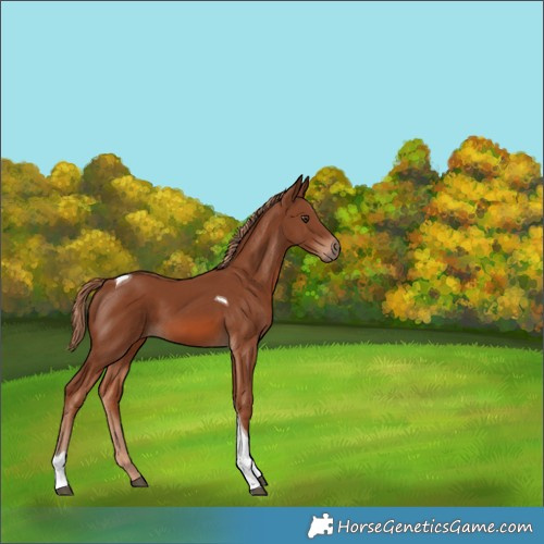 Horse Color:Chestnut Tobiano 