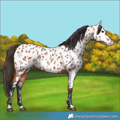 Horse Color:Bay Near Leopard 