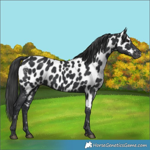 Horse Color:Black Appaloosa