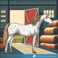 Horse Color:Chestnut Appaloosa