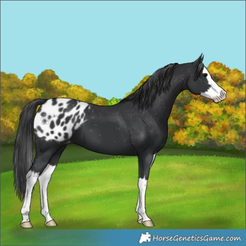 Horse Color:Black Splash Appaloosa