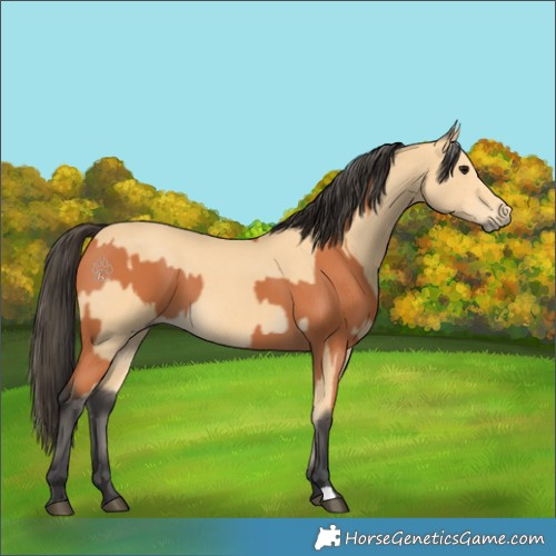 Horse Color:Bay and Buckskin