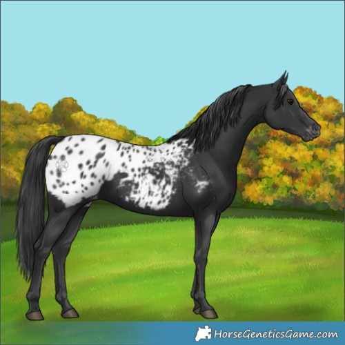 Horse Color:Black Appaloosa Rabicano 