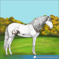 Horse Color:Silver Black Splash Tobiano Blanket 