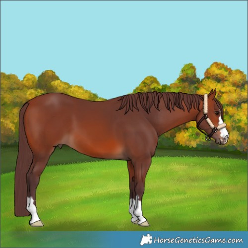 Horse Color:Chocolate Bay 