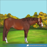 Horse Color:Chocolate Bay