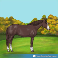 Horse Color:Chocolate Black