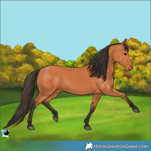 Horse Color:Bay 