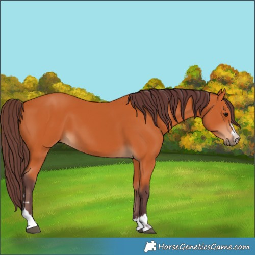 Horse Color:Chocolate Bay