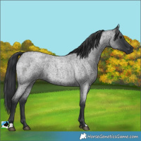 Horse Color:Blue Roan 