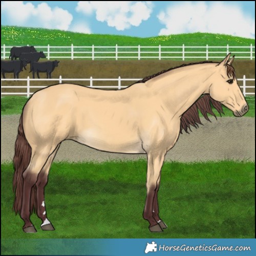 Horse Color:Chocolate Buckskin 