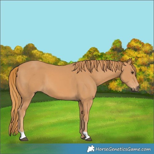 Horse Color:Chestnut 