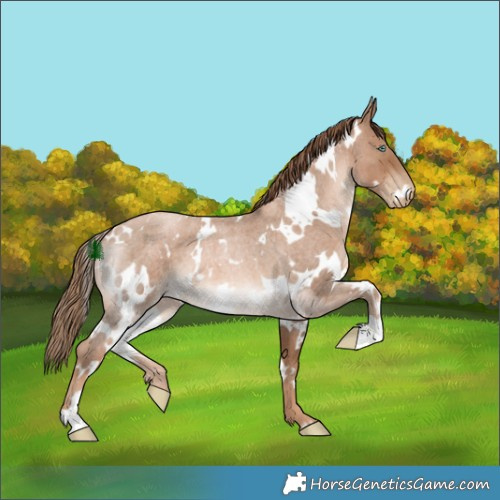 Horse Color:White Spotted Liver Red Roan Pearl